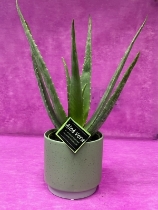 Aloe Vera plant in a ceramic container