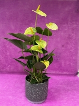 Anthurium Plant in a ceramic container