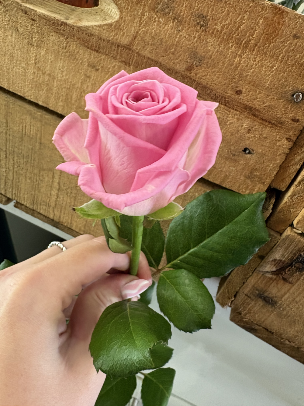 Single Rose For Funeral
